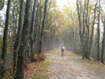 gal/2010/10 - Autunno in Casentino/_thb_sentiero_crinale2-01.jpg